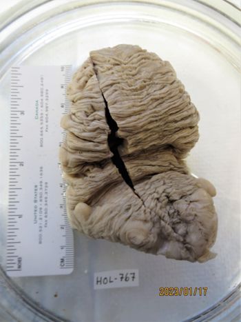 Media type: image;   Invertebrate Zoology HOL-767 Description: Preserved specimen.;